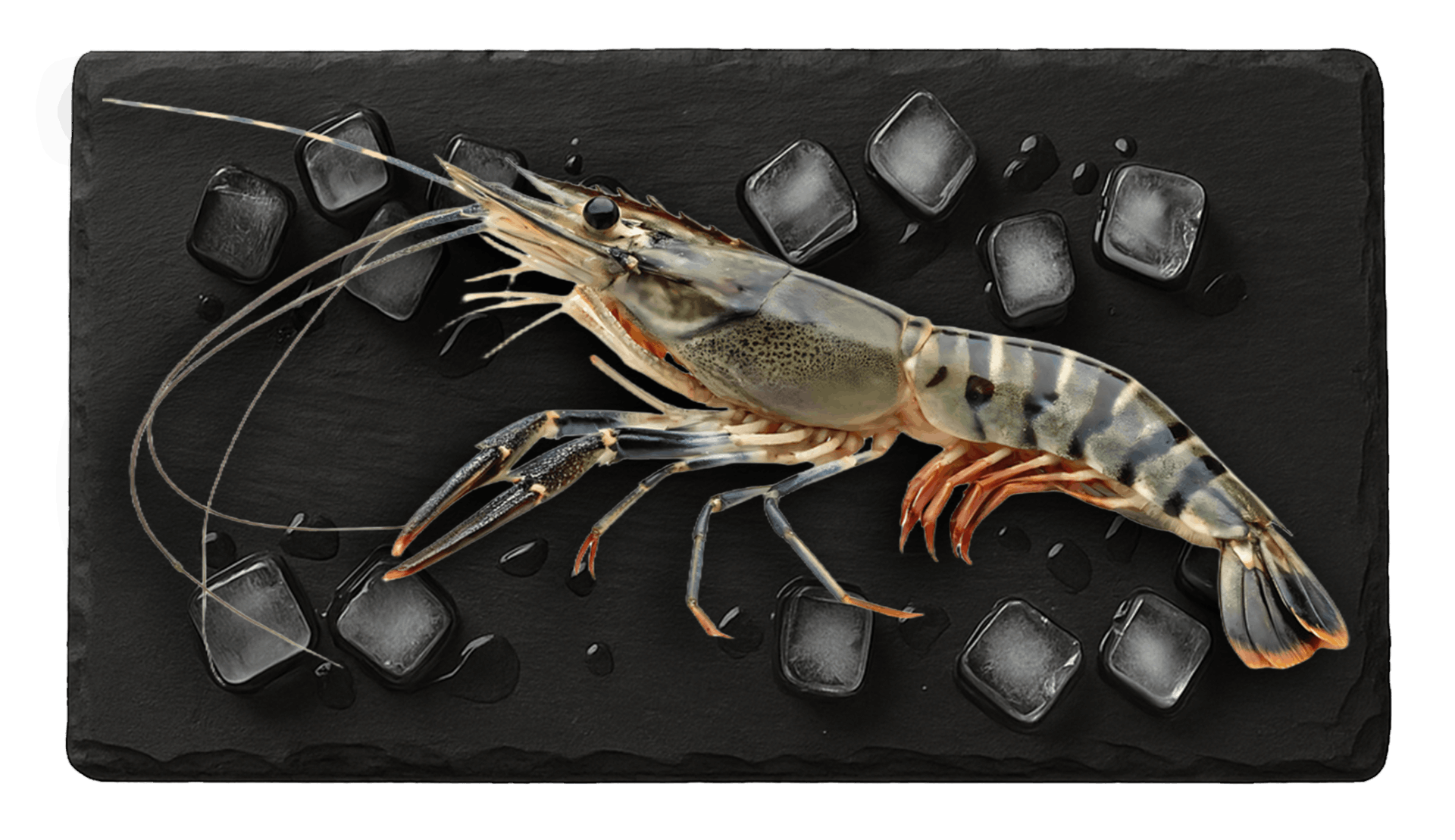 Wild Black Tiger Shrimp